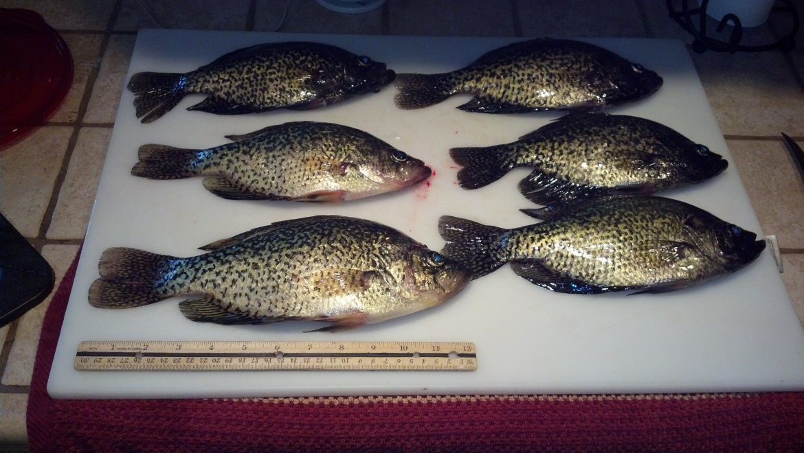 Fish